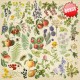 Fabrika Decoru FDSP-01107 12'x12' - Summer Botanical Diary