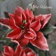 Craft and You CW102 - Poinsettia 2