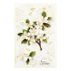 Spellbinders S3496 - Mock Orange