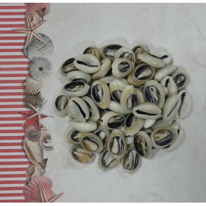 Uau.bg SD03 - Декоративни раковини шлайфани