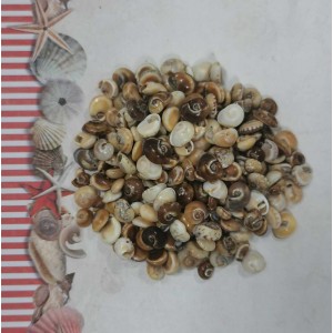 Uau.bg SD04 - Декоративни кафеви охлювчета