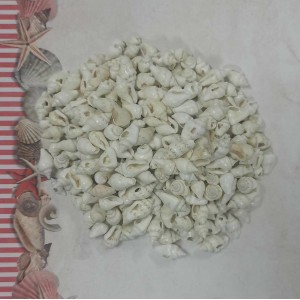 Uau.bg SD08 - Декоративни мини рапанчета цвят бял