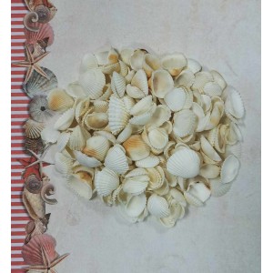 Uau.bg SD10 - Декоративни бели мидички