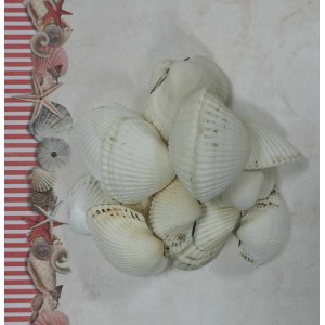 Uau.bg SD12 - Декоративни мидички големи