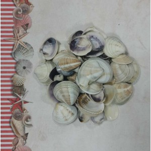 Uau.bg SD16 - Декоративни кръгли плоски мидички