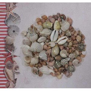 Uau.bg SD17 - Декоративен микс от мини раковинки