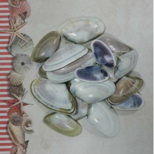 Uau.bg SD18 - Декоративни плоски елипсовидни мидичкии