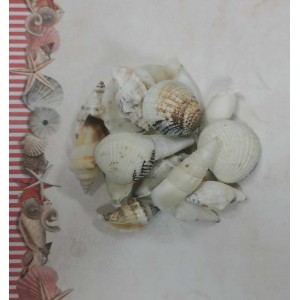 Uau.bg SD37 - Екзотични декоративни раковини