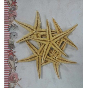 Uau.bg SD38 - Морски звезди натурални