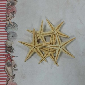 Uau.bg SD39 - Морски звезди натурални