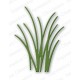 Impression Obsession DIE038-J - Grass Border