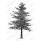 Impression Obsession D1296 - Wide Tree